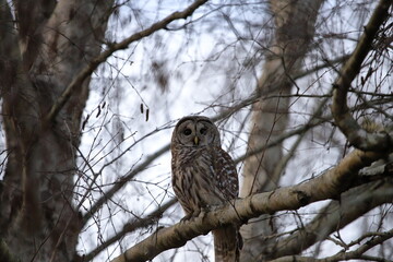 Great Grey Owl on a Tree Branch