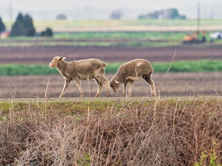 The Group of Sheeps walking through the field