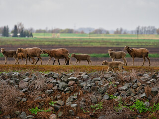 The Group of Sheeps walking through the field