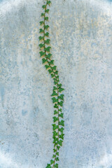 Fresh vine crawling on the gray concrete wall at San Antonio, Texas. Vertical vine with fresh leaves against the gray wall in vertical shot.