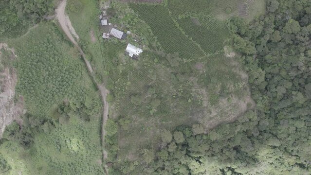 aerieal view of a coffee crop at ibague colombia drone