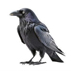 raven on a transparent background png isolated Generative Ai - obrazy, fototapety, plakaty