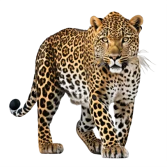 Foto op Plexiglas leopard on a transparent background png isolated Generative Ai © Eduardo