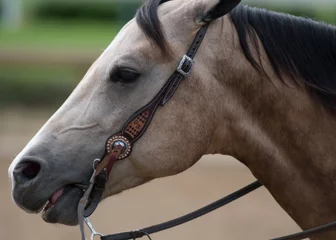 Fotobehang Chocoladebruin Tan Horse Left Profile  © kellyvandellen