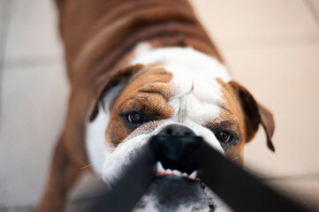 English bulldog tugging on my camera strap
