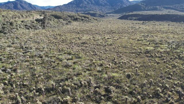 The exotic frailejon valley at Purace Cauca Colombia drone paramo moorland