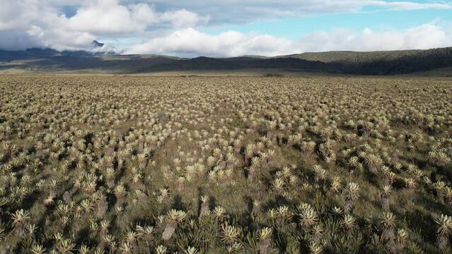 The exotic frailejon valley at Purace Cauca Colombia drone paramo moorland