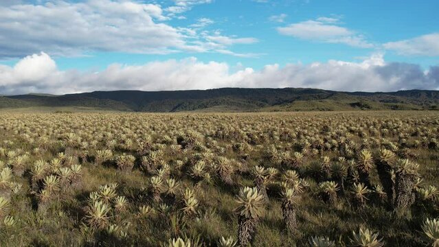 The exotic frailejon valley at Purace Cauca Colombia drone paramo moorland