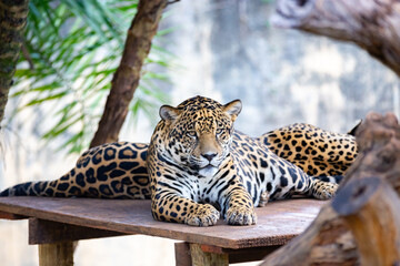 South American jaguar isolated in selective focus.