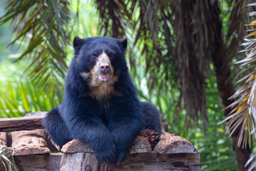 South American spectacled bear isolated in selective focus