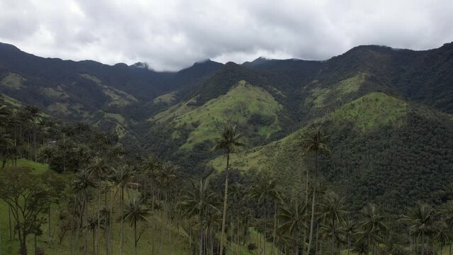 The Unique Wax Palm Forests Landscape in Toche Tolima Colombia drone