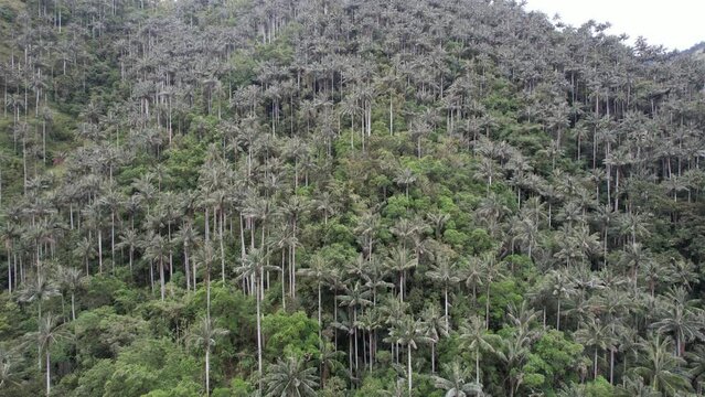 The Unique Wax Palm Forests Landscape in Toche Tolima Colombia drone