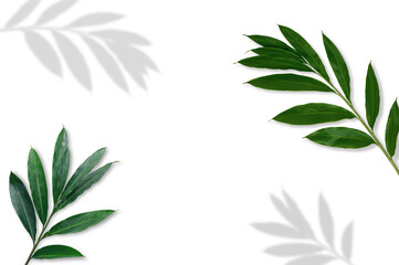 tropical green leaves frame with shadow on white background.