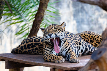 South American jaguar isolated in selective focus with mouth open. American jaguar isolated in selective focus