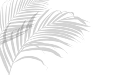 Fototapeta na wymiar Abstract background of shadow palm leaves on white