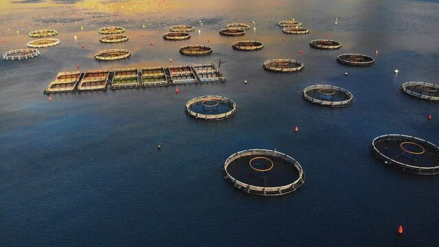 Aerial drone top view of sea fish farm cages and fishing nets, farming dorado, sea bream and sea bass, feeding the fish a forage, with marine landscape and mountains in the background, Adriatic sea