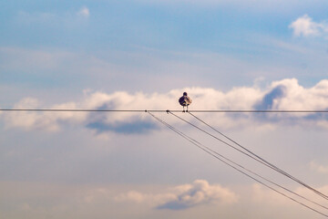 fishing in the sky