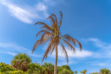 Dead coconut tree at Bill Baggs Florida State Park in Miami, Florida. Isolated coconut tree with brown branches against the green trees at the back below the blue sky.