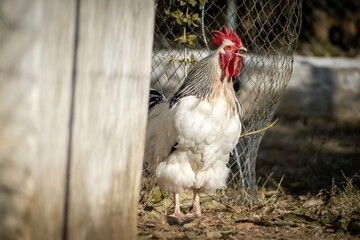 Rooster crowing in a farm. Sussex chicken breed.