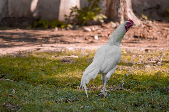 White rooster standing on grass in a farm.