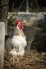 Rooster crowing in a farm. English sussex chicken breed.