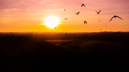 motion of birds flying on the sky at sunrise.Flock of crows flying in the wind.selection focus.