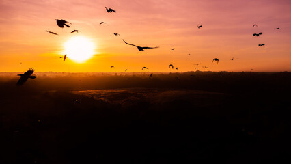 motion of birds flying on the sky at sunrise.Flock of crows flying in the wind.selection focus.