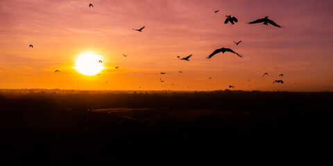 Fototapeta na wymiar motion of birds flying on the sky at sunrise.Flock of crows flying in the wind.selection focus.