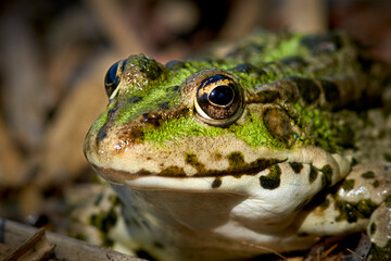 frog close-up, big green frog