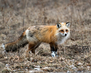 Red Fox Photo Stock. Unique fox close-up side profile view looking at camera in the spring season in its environment and habitat with blur background. Fox Image. Picture. Portrait. Photo