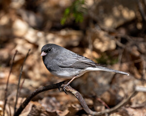 Junco Dark-eyed Photo and Image. Perched on a branch displaying grey feather plumage, head, eye, beak, feet, with a blur background in its environment and habitat surrounding.