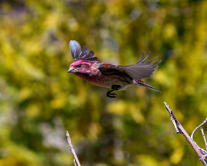 Purple Finch Photo and Image. Bird flight. Finch male flying with its beautiful red colour spread wings with a blur background in its environment and habitat surrounding.