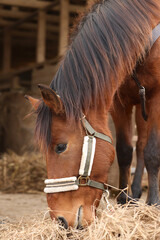 Adorable chestnut horse eating hay in wooden stable. Lovely domesticated pet