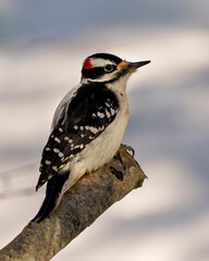 Woodpecker Photo and Image. Male on a tree trunk branch displaying white and black feathers, beak, red crown, eye in its environment and habitat surrounding.