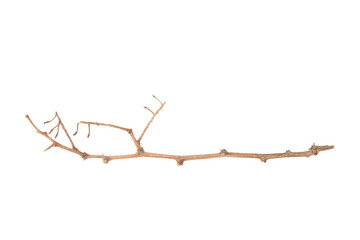 Old dry tree twig isolated on white