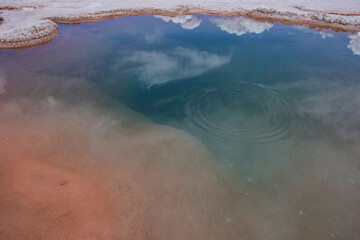Lugana en el Salar de Antofalla, Catamarca, Argentina