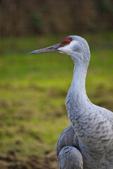 A sandhill crane perched on the ground.  Delta BC Canada
