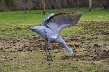 A sandhill crane searching for food on the ground.  Delta BC Canada
