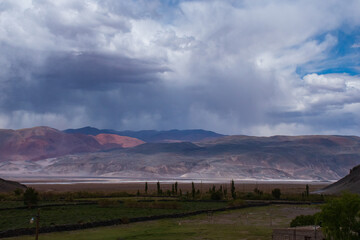 Lugana en el Salar de Antofalla, Catamarca, Argentina