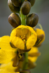 Yellow casia 1