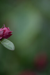 sole flower red shrimp 1