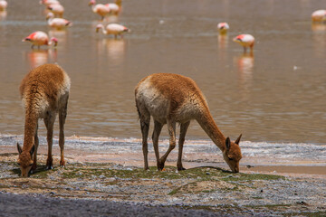 Vicuña pastando en Laguna grande, Antofagasta de la sierra, Catamarca, Argentina © Rodrigo_fotos1