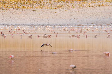 Colonia de Flamencos en Laguna grande, Antofagasta de la Sierra, Catamarca, Argentina