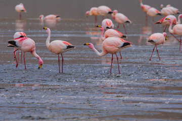 Bandada de Flamencos en Laguna Grande, Antofalla de la sierra, Catamarca , Argentina