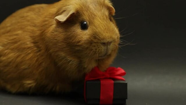 Holiday. Animal with a gift. Guinea pig on a black background close-up. Macro