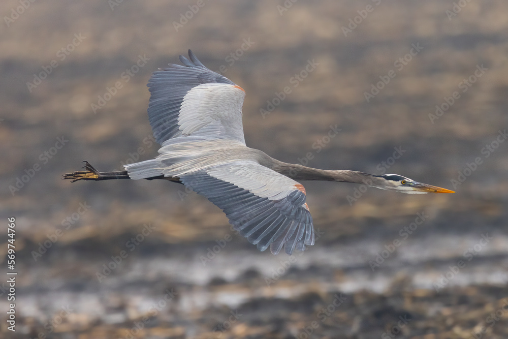 Sticker Close view of a great blue heron flying, seen in the wild in North California