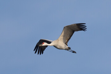 Fototapeta na wymiar Close view of a sandhill crane flying, seen in the wild in North California