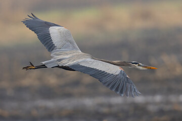 Close view of a great blue heron flying, seen in the wild in North California
