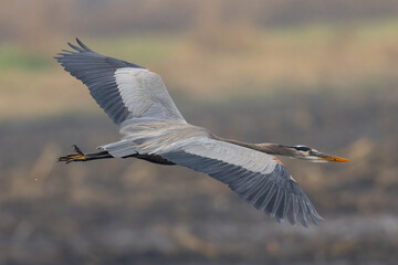 Close view of a great blue heron flying, seen in the wild in North California