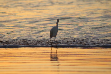 Nascer do sol na praia